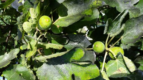 Fig Fruit On The Tree