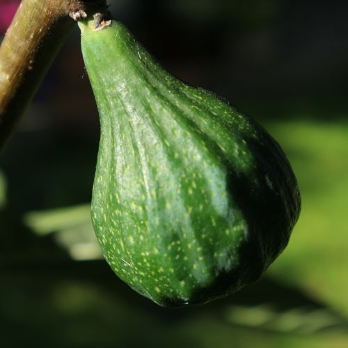 Fig Fruit