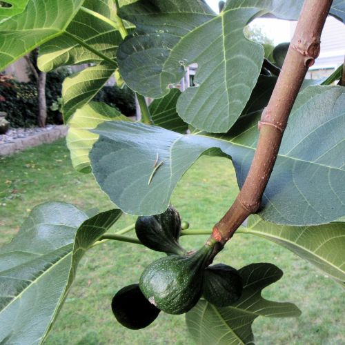Fig Fruits 2