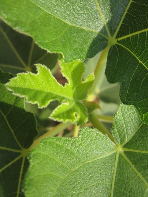 fig leaf leaf green