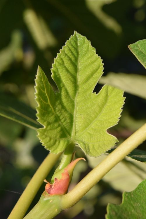 fig leaf young leaf