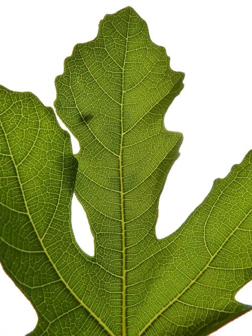 fig leaf backlight fig tree
