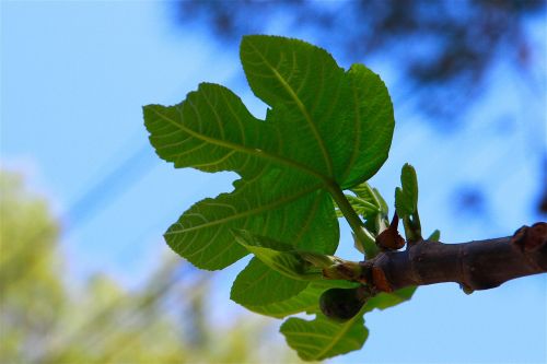 fig leaf tree fruits