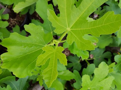 fig leaf fig leaf shape win even after