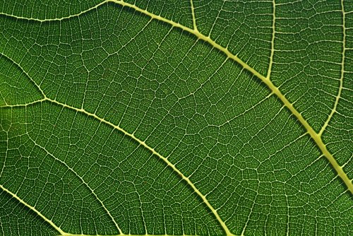 fig leaf  leaf  green