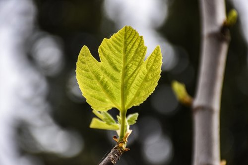 fig leaf  branch  tree