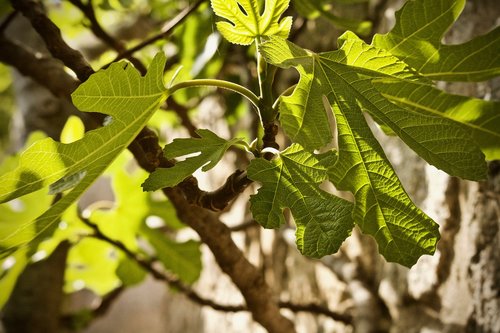 fig leaf  fig  leaf