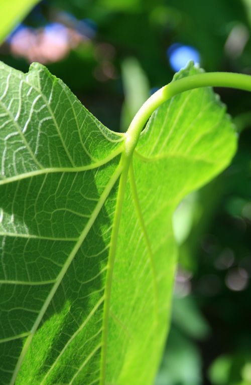 Fig Leaf Close-up