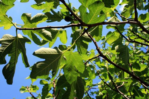 Fig Leaves And Blue Sky