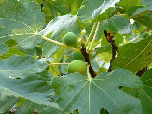 fig tree fig close