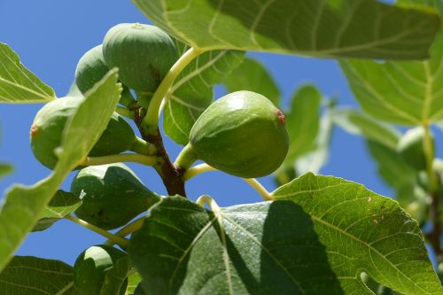fig tree fig close
