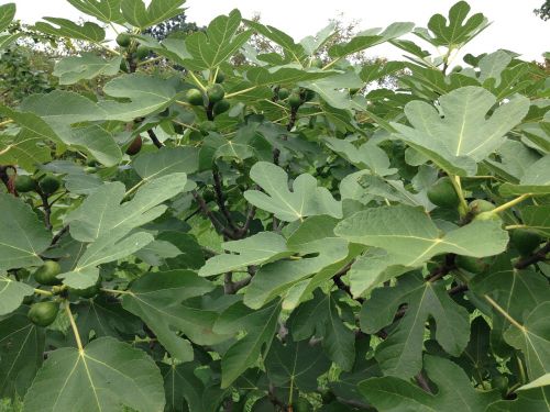 fig tree unripe figs fig leaves