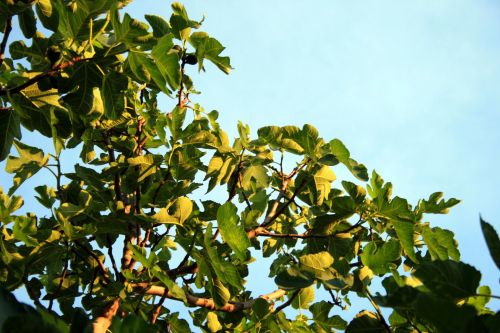 Fig Tree 2