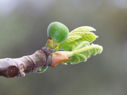 fig tree outbreak sprout