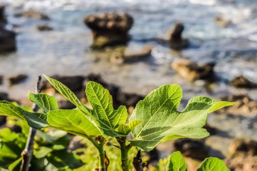 fig tree leaf nature