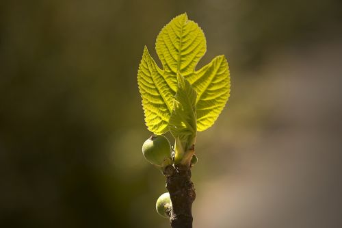 fig tree fig leaf