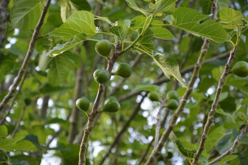 fig tree tree fig