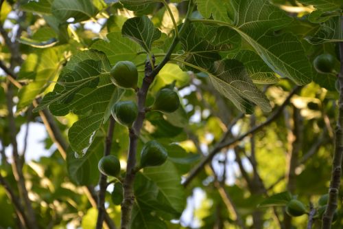 fig tree figs tree