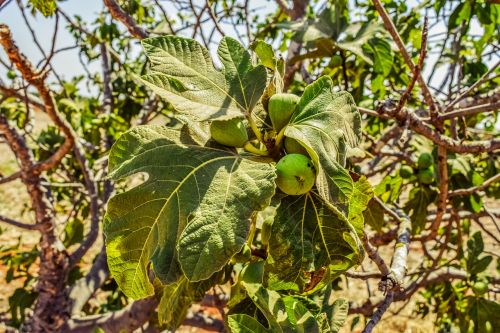 fig tree leaf fruit