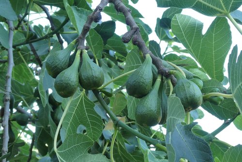 fig tree  fruits  figs