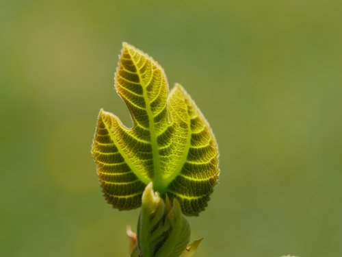 fig tree  leaf  green