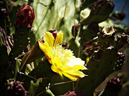 fig tree fig prickly pear cactus