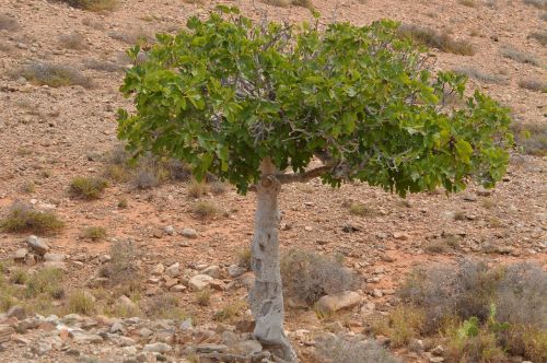 fig tree nature tree