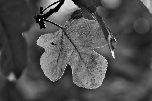 Fig Tree Leaf In B&amp;w