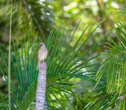 figbird sphecotheres vieilloti townsville region