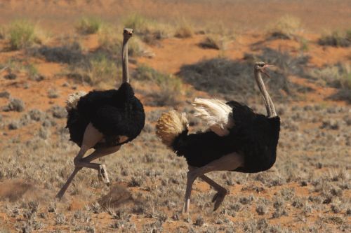 fight ostrich africa