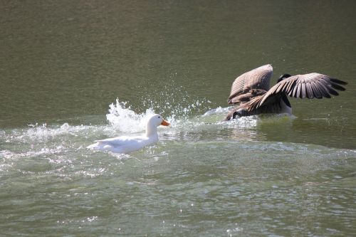 fight water fighting