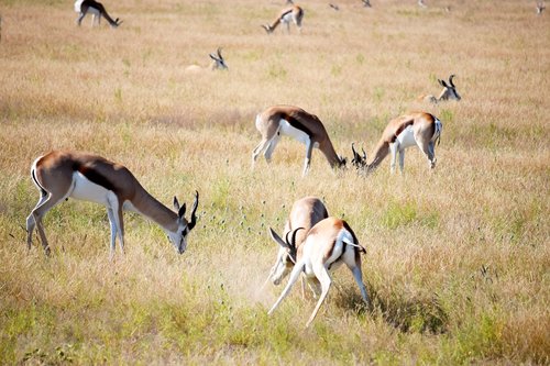 fighting  springbok  grass