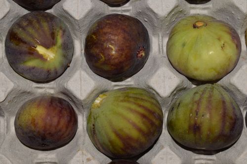 figs frisch fruit