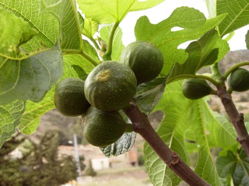 figs tree fig trees