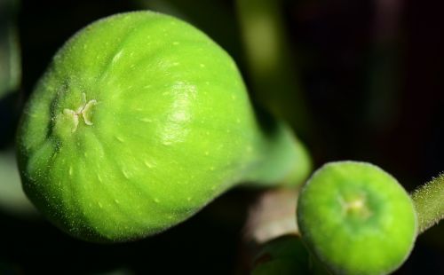 figs green figs green