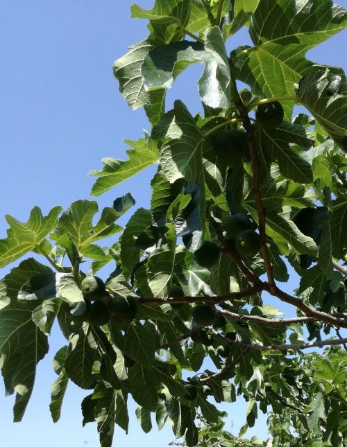 figs fig tree tree