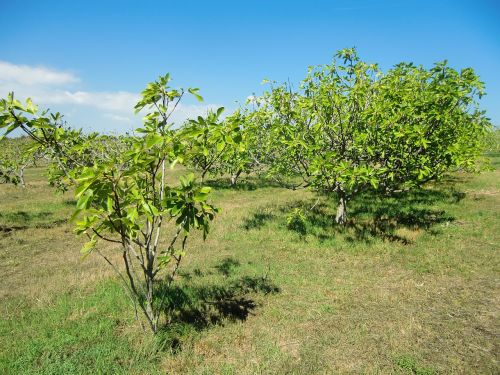figs plantation croatia