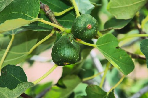 figs fruits tree