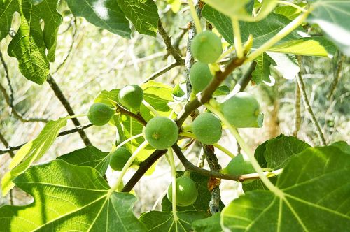 figs fruits fig tree