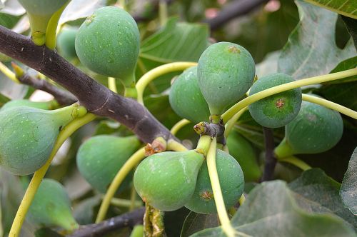 figs fruit fig tree