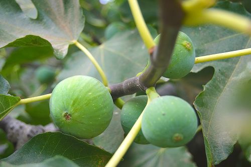 figs fruits fruit