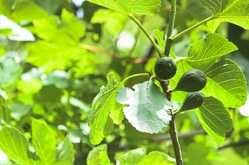 figs  fig tree  fruit