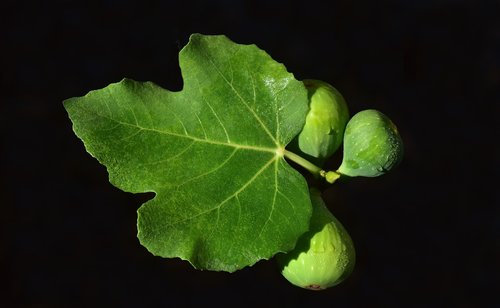 figs  fig leaf  green