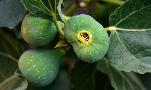 figs  green  fruit