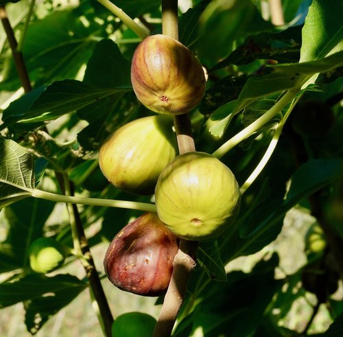 figs  ripe  food