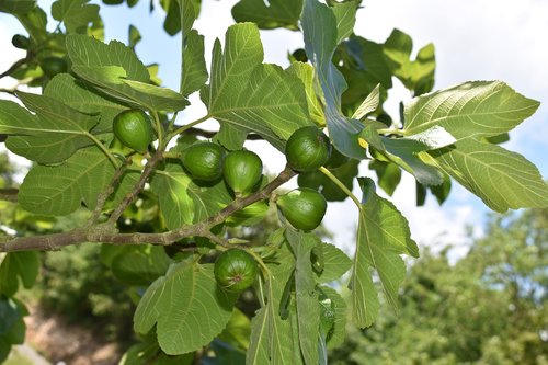 figs  fig fruit  shrub
