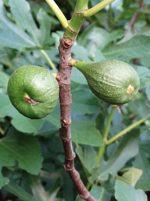 figs plant nature