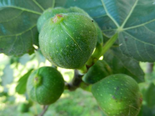 figs brebas fig tree