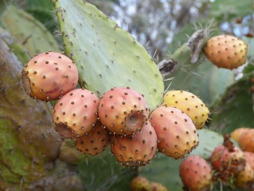 figs cactus prickly pears