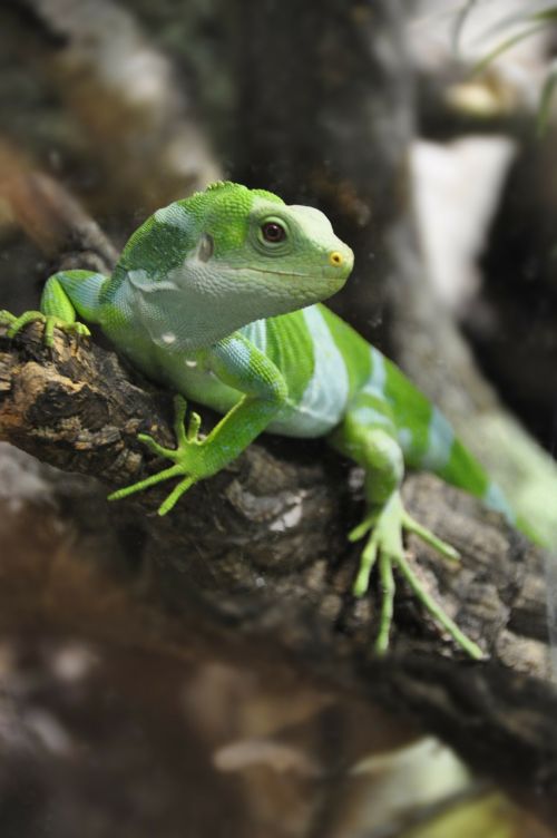 fiji iguana iguana lizard